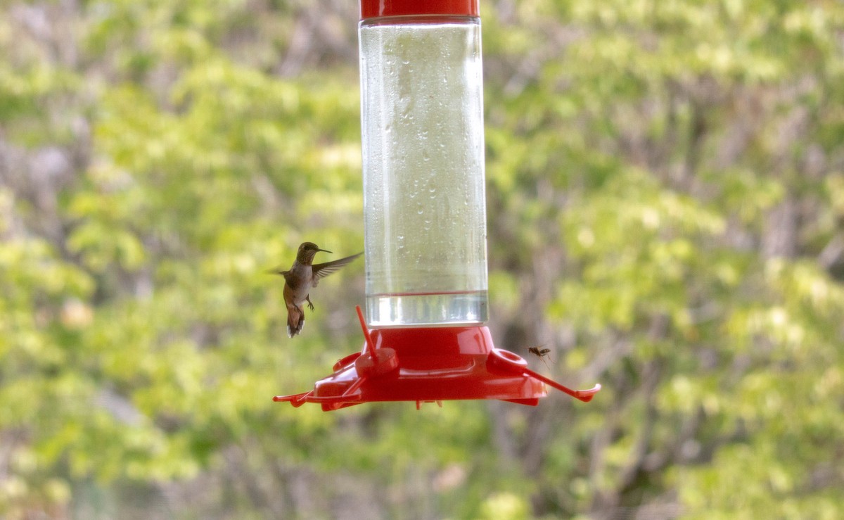 Rufous Hummingbird - ML476354941