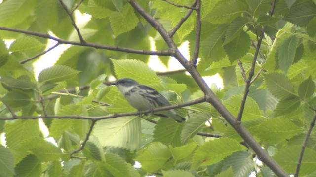 Cerulean Warbler - ML476355