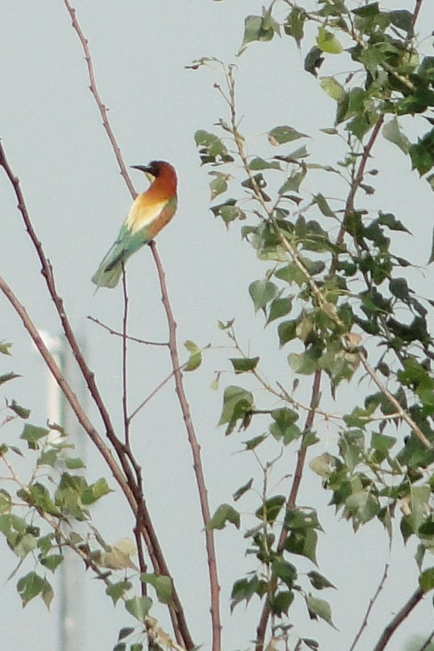 European Bee-eater - ML47635551