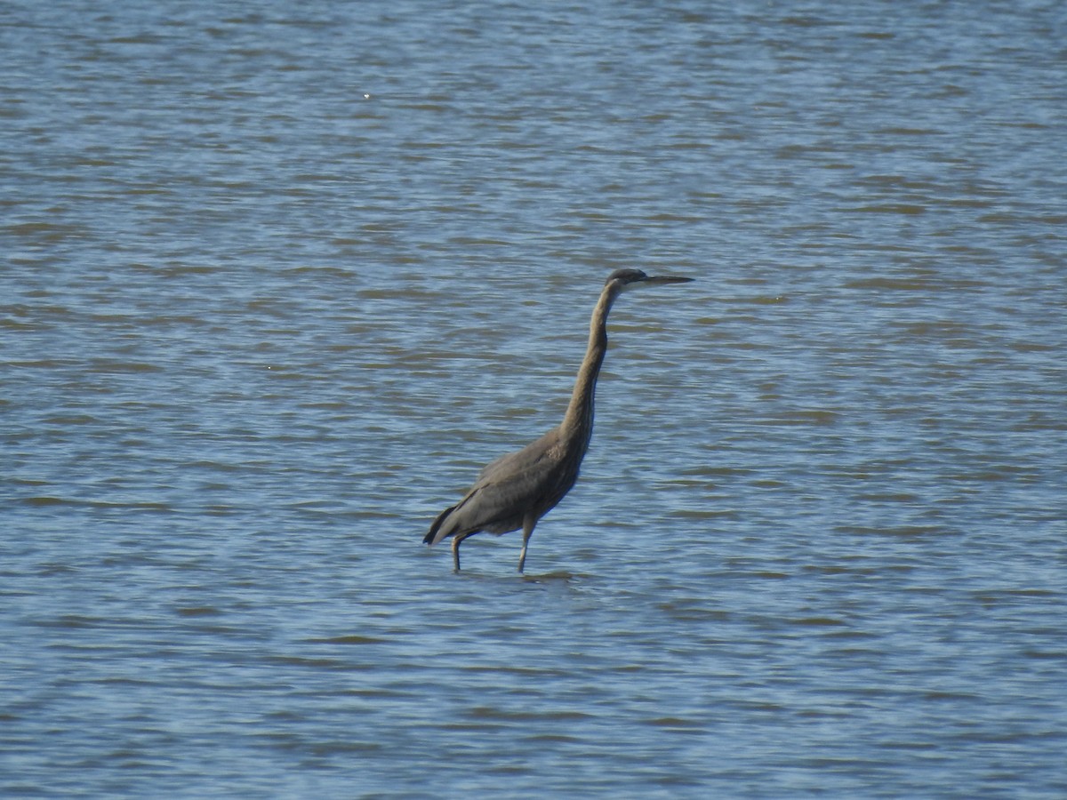 Garza Azulada - ML476355521