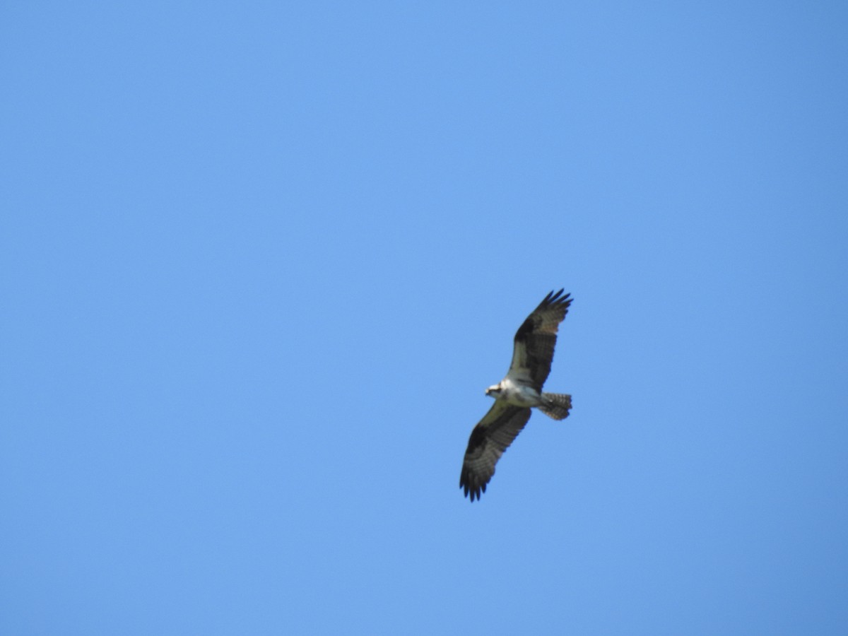 Águila Pescadora - ML476355701