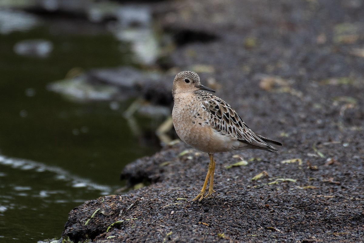 Buff-breasted Sandpiper - ML476356501