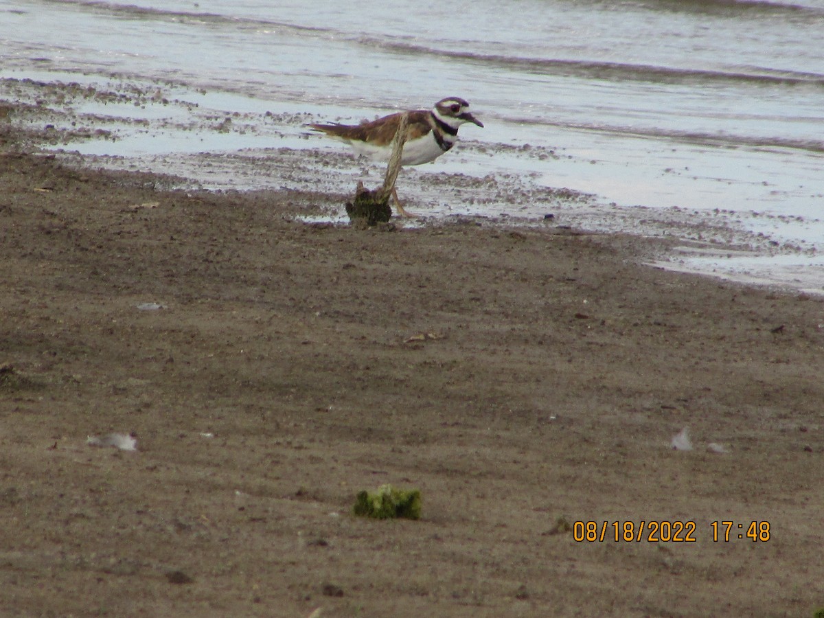 Killdeer - ML476356891