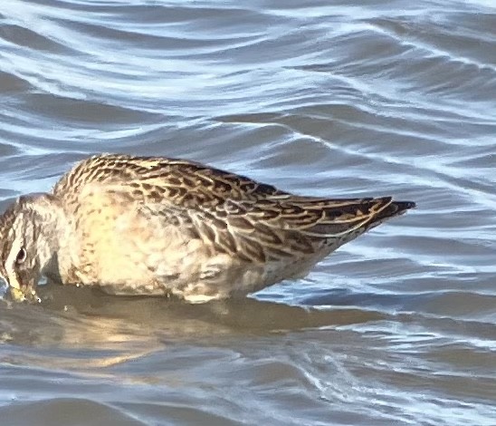 Short-billed Dowitcher - Roger Muskat