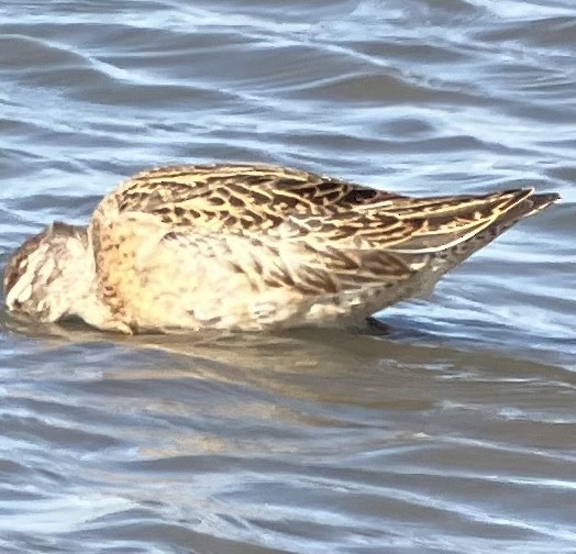 Short-billed Dowitcher - Roger Muskat