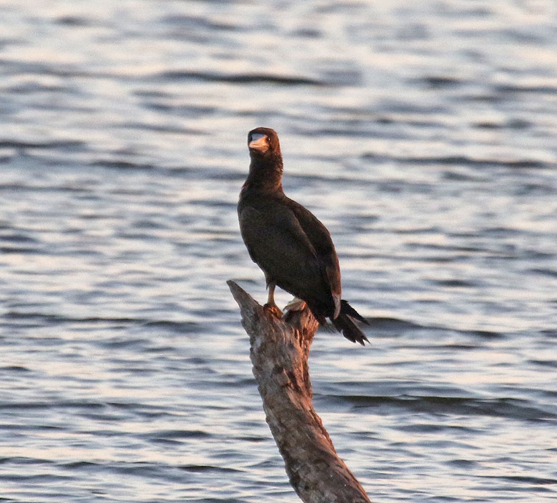 Brown Booby - ML476359711