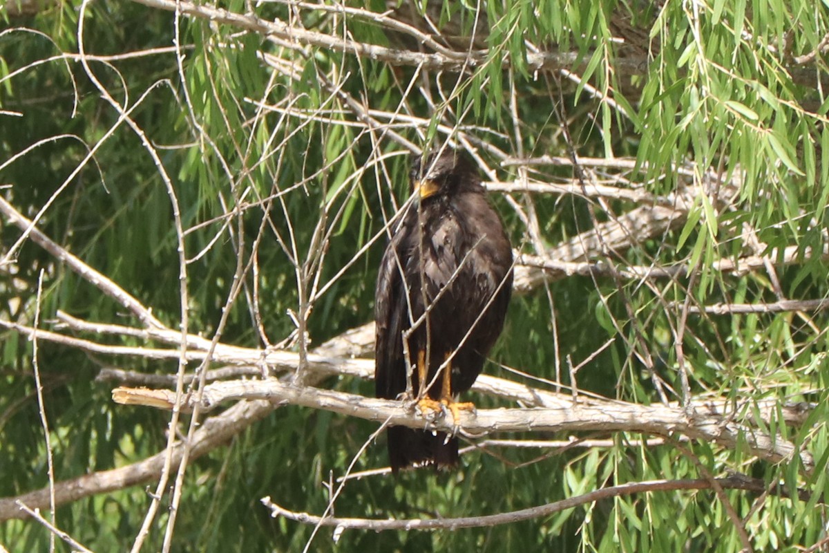 Common Black Hawk - ML476360431