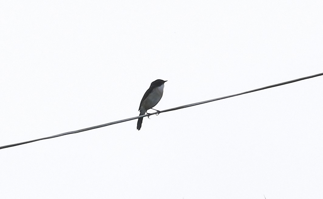 Jerdon's Bushchat - ML47636081