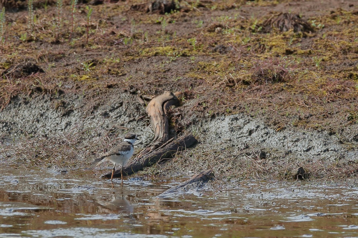 Killdeer - ML476364441