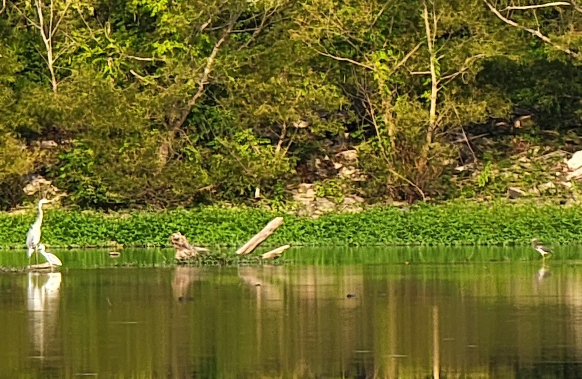 Tricolored Heron - ML476367181