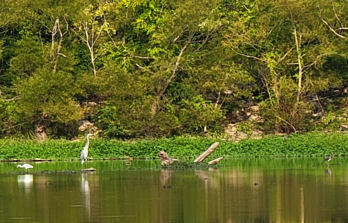 Tricolored Heron - ML476367261