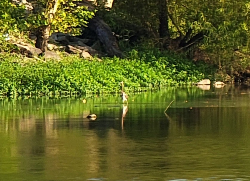 Tricolored Heron - ML476367331