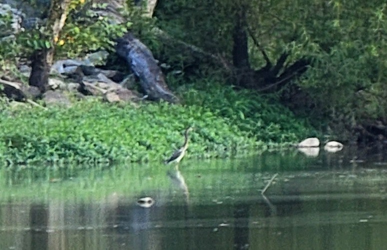 Tricolored Heron - ML476367341