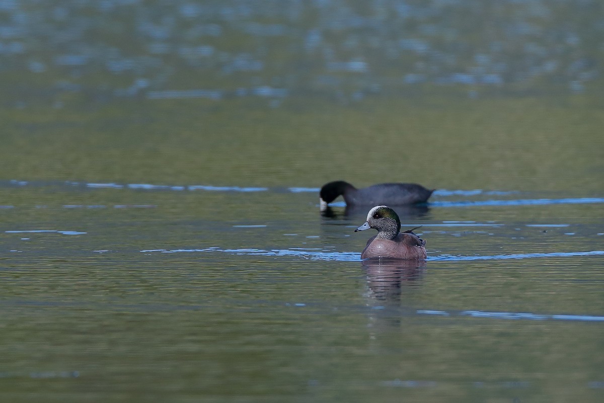 American Wigeon - André Turcot