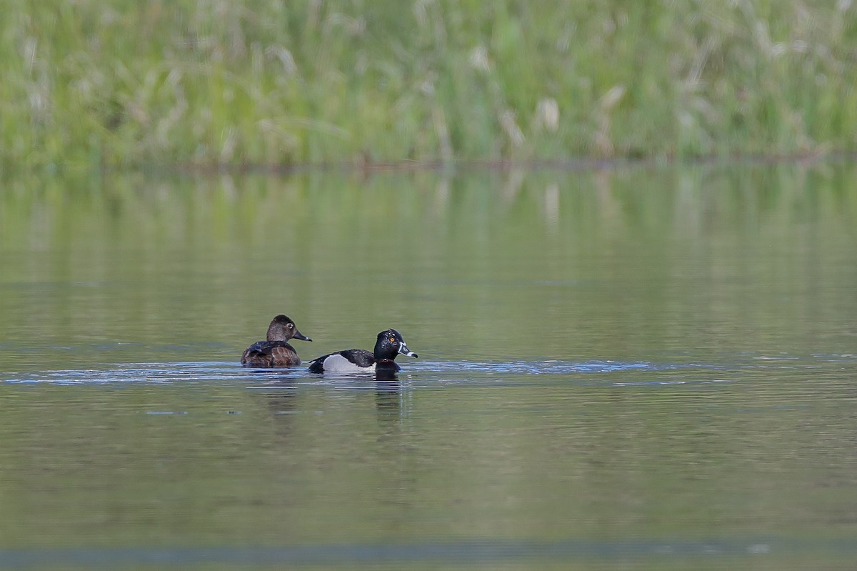 Ring-necked Duck - ML476367971