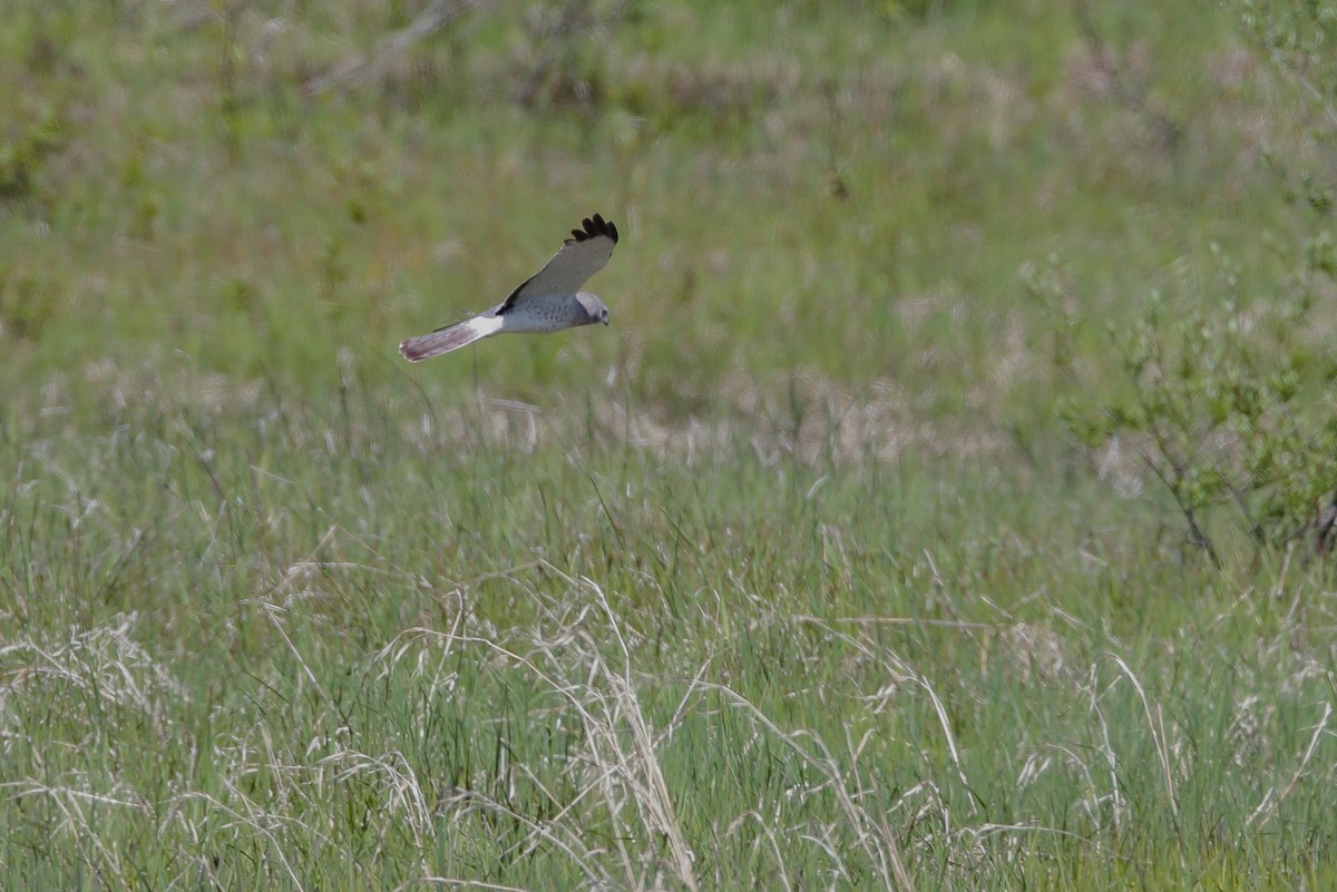 Northern Harrier - ML476368061