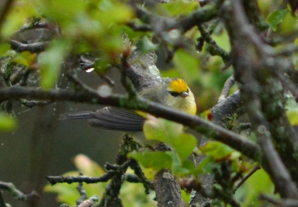 Golden-winged x Blue-winged Warbler (hybrid) - ML476368261