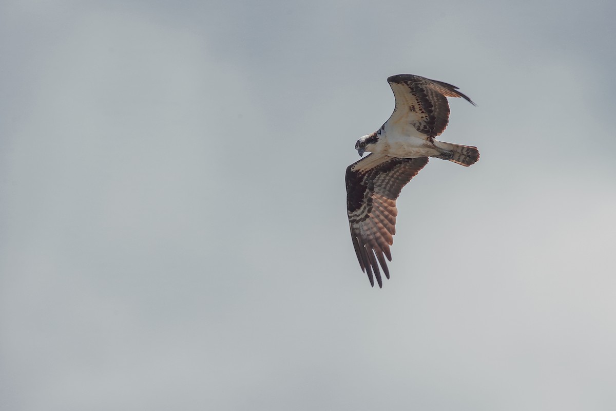 Águila Pescadora - ML476368601