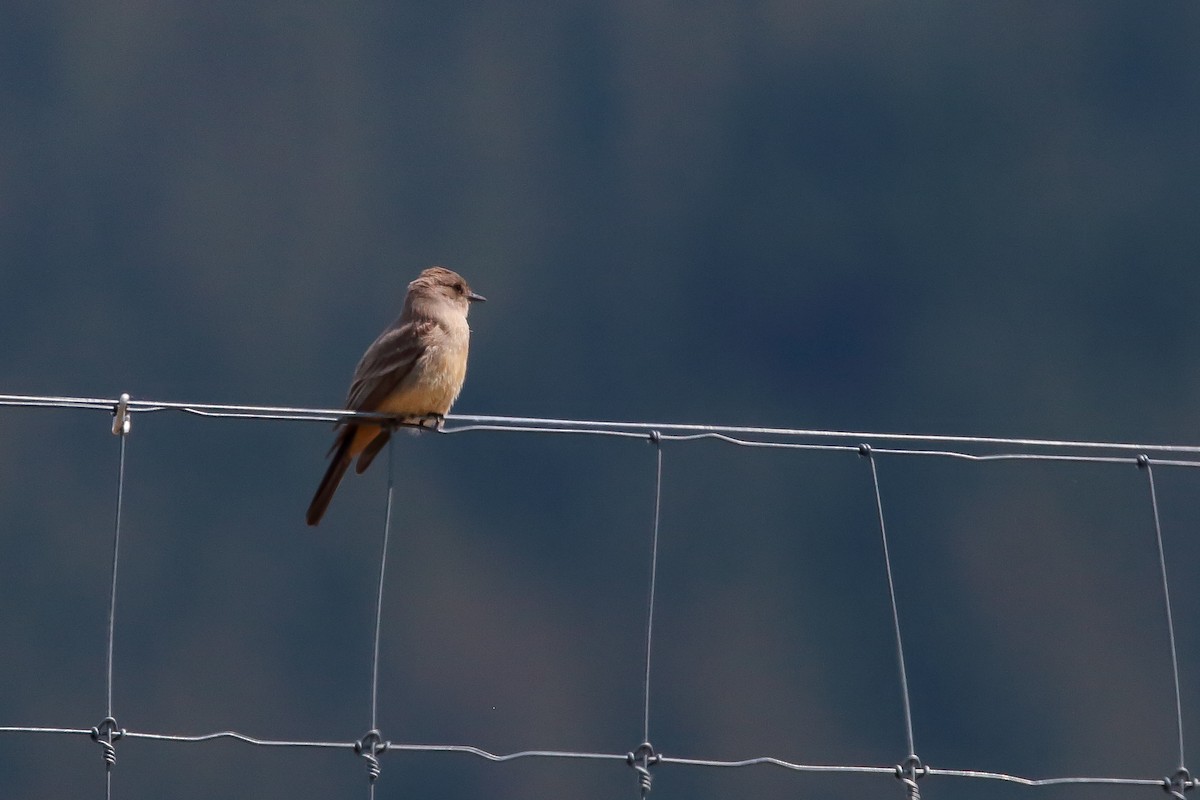 Say's Phoebe - ML476368751