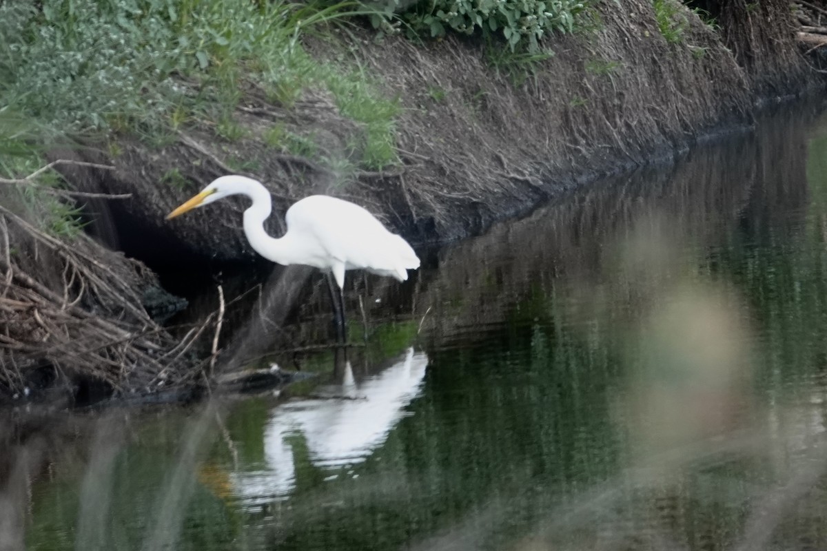 Great Egret - ML476369501