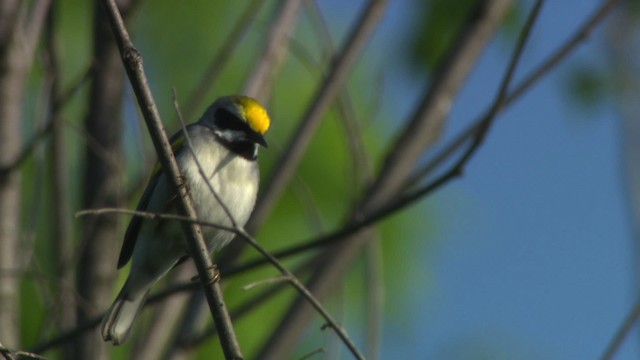 Golden-winged Warbler - ML476370