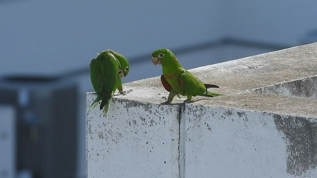 Aratinga Ojiblanca - ML476370431