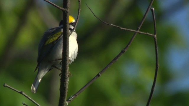 Golden-winged Warbler - ML476371