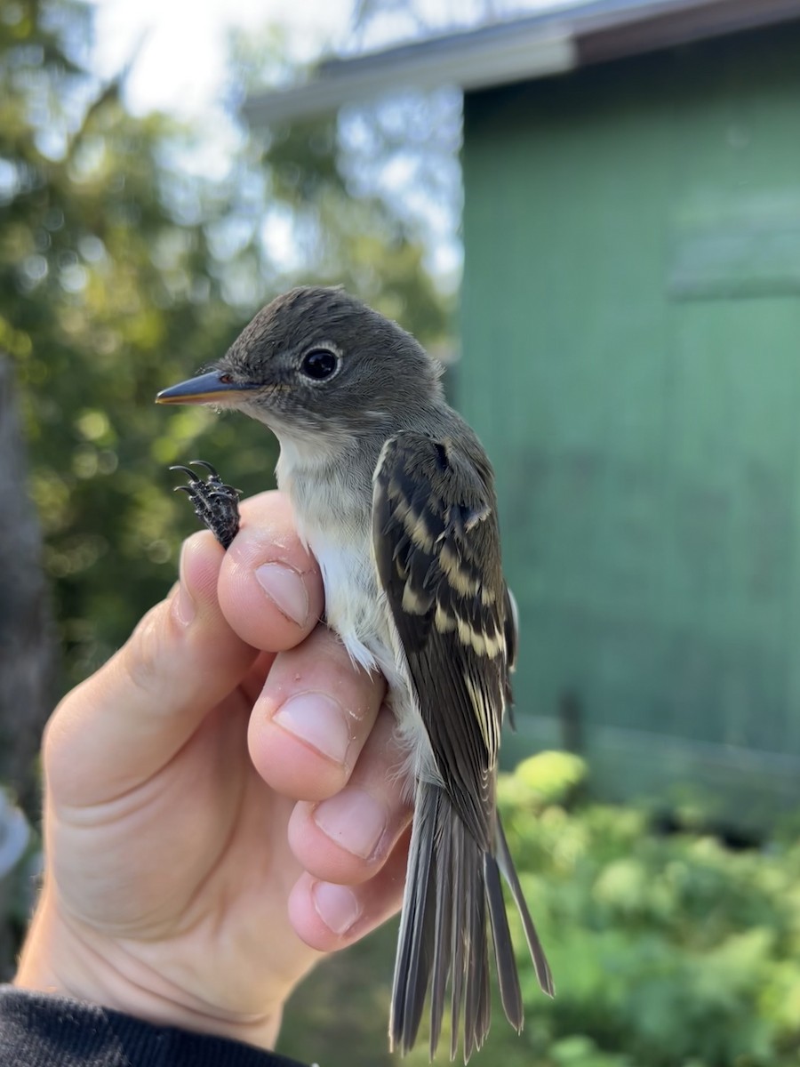 Least Flycatcher - Noah Price