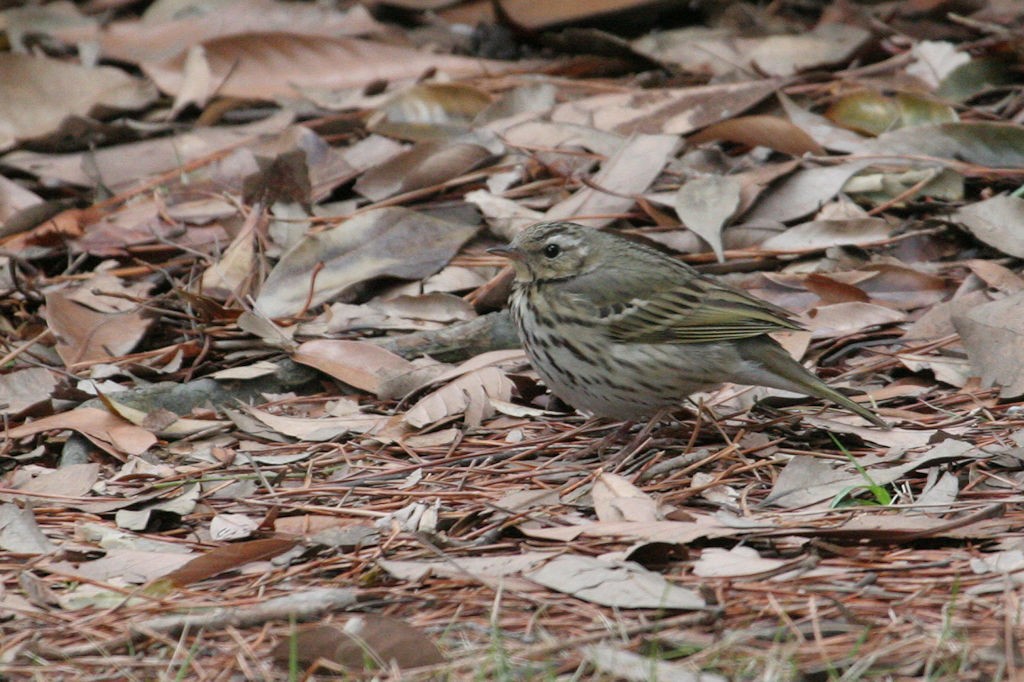 Pipit à dos olive - ML47637221