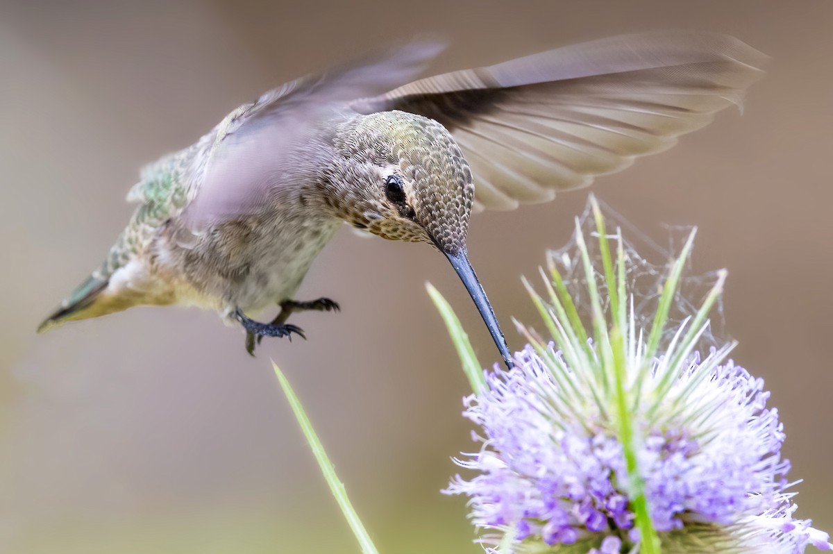 Anna's Hummingbird - ML476372451