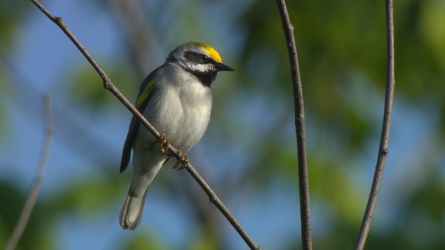 Goldflügel-Waldsänger - ML476373