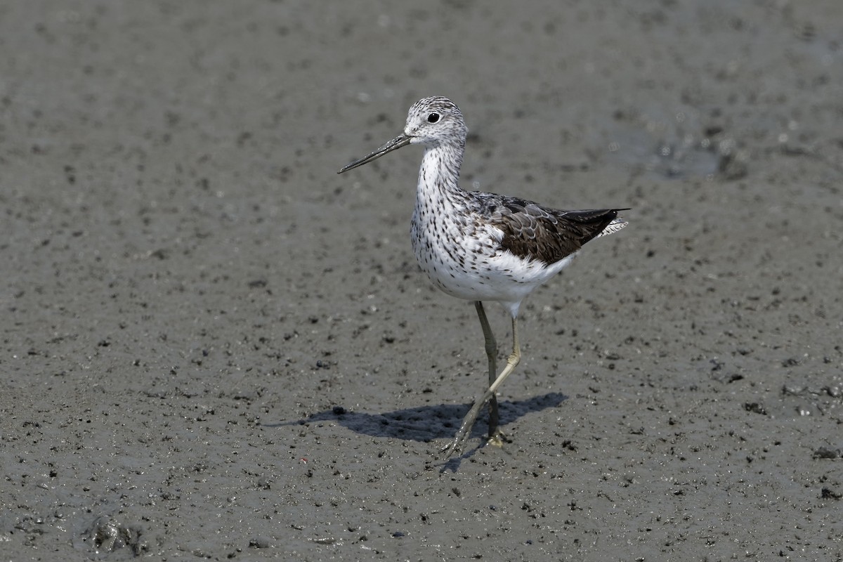 Common Greenshank - Robert Cousins