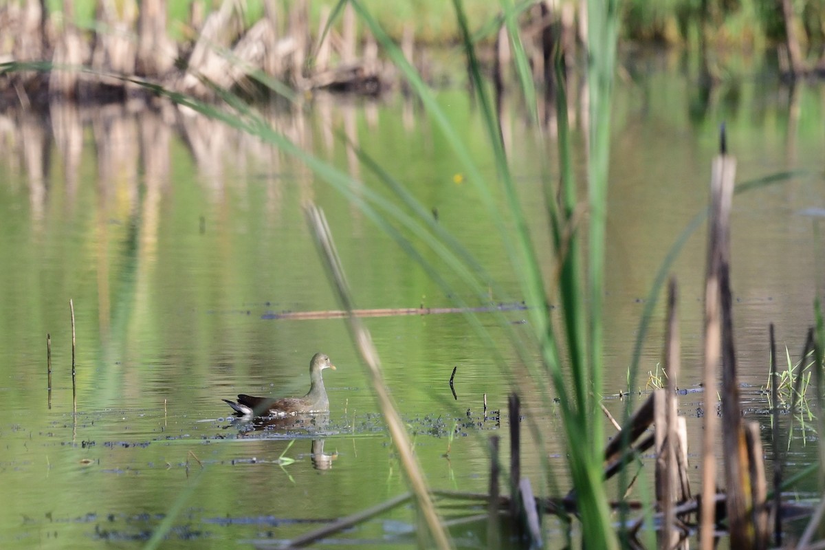 Common Gallinule - ML476373361