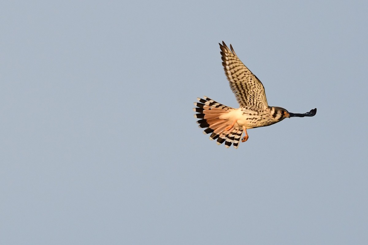 American Kestrel - Paul Herwood