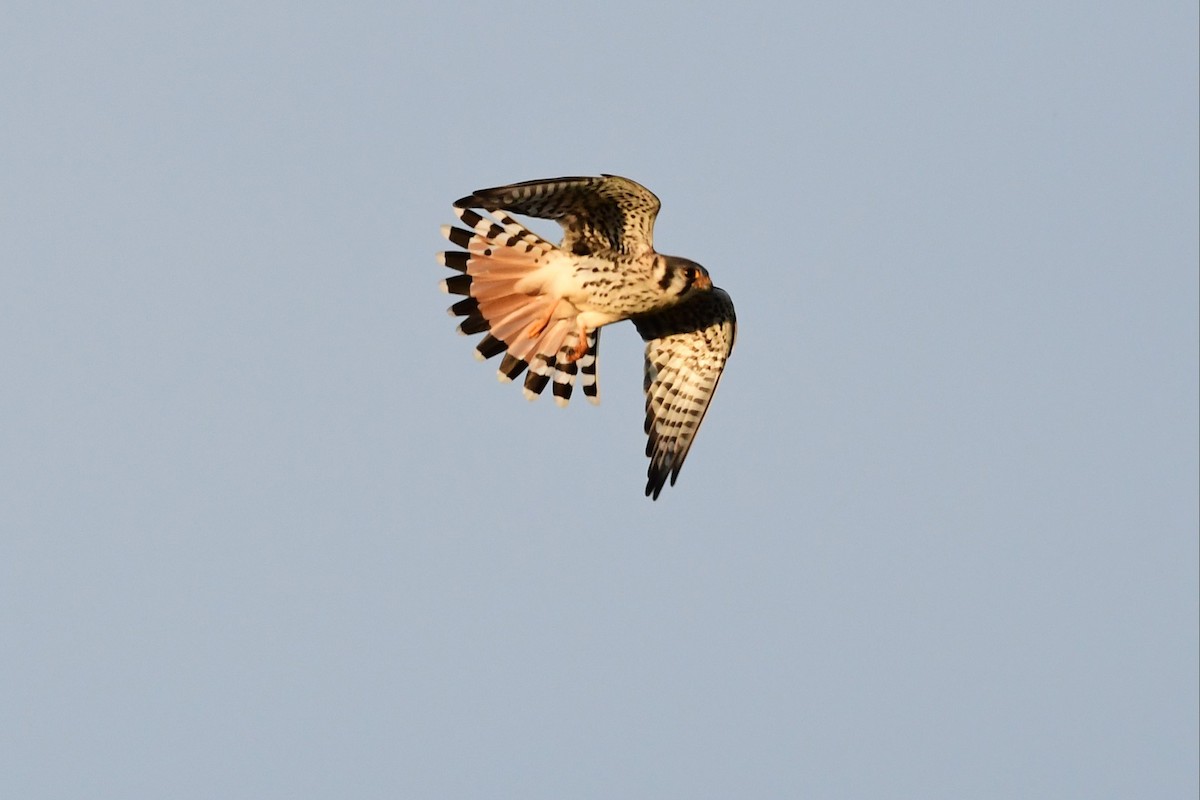 American Kestrel - Paul Herwood