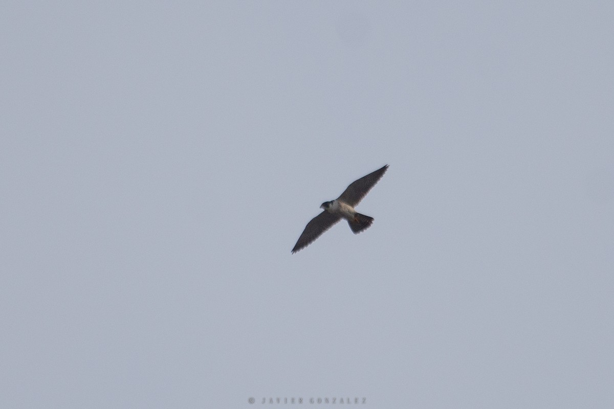 Peregrine Falcon - ML476374091