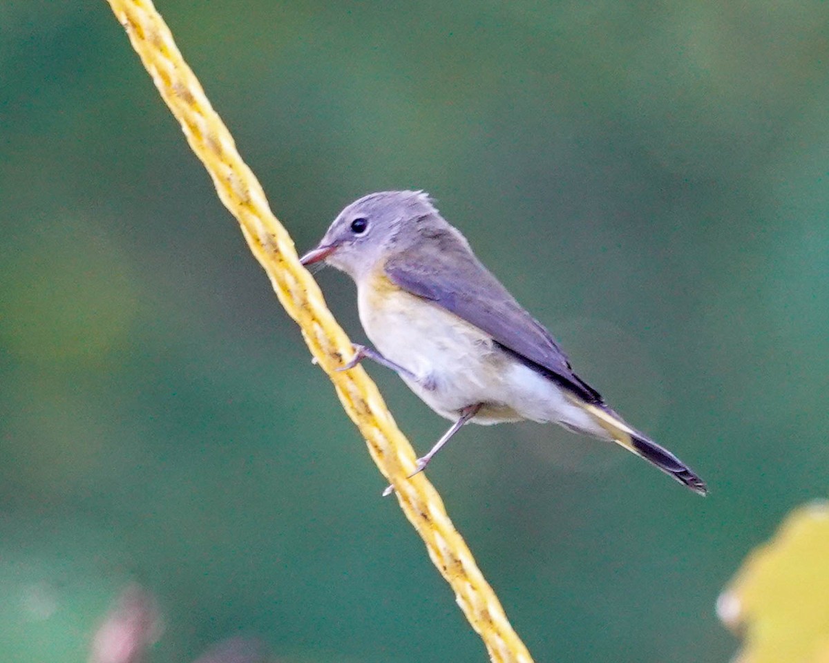 American Redstart - ML476375261