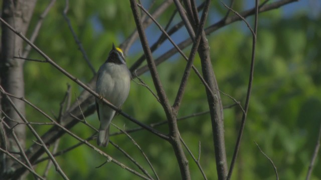 キンバネアメリカムシクイ - ML476377