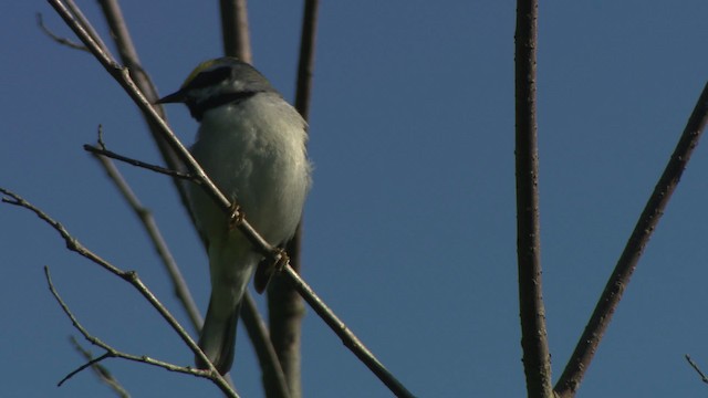 Golden-winged Warbler - ML476379