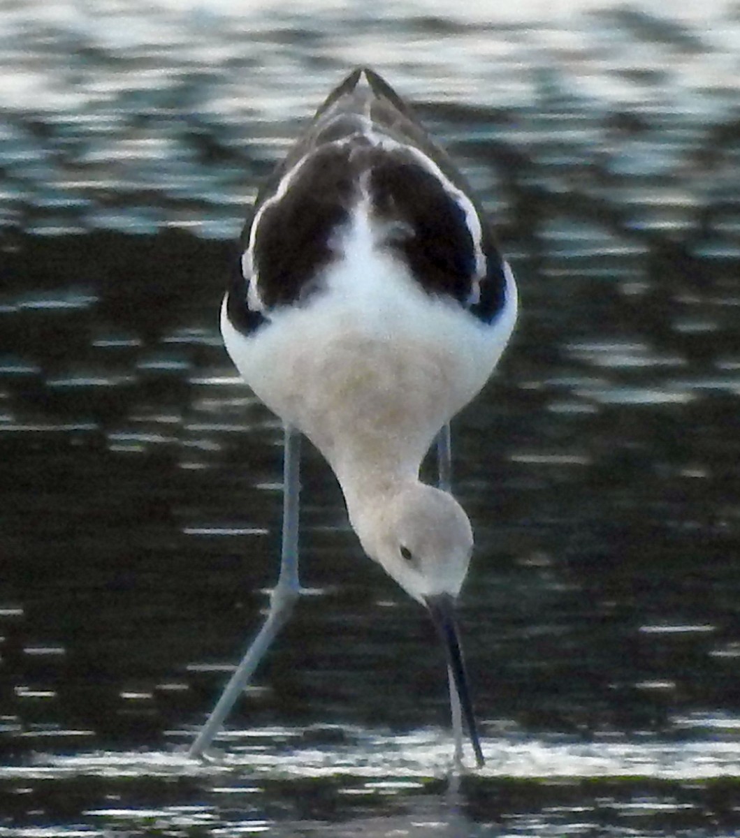 Avoceta Americana - ML476379311