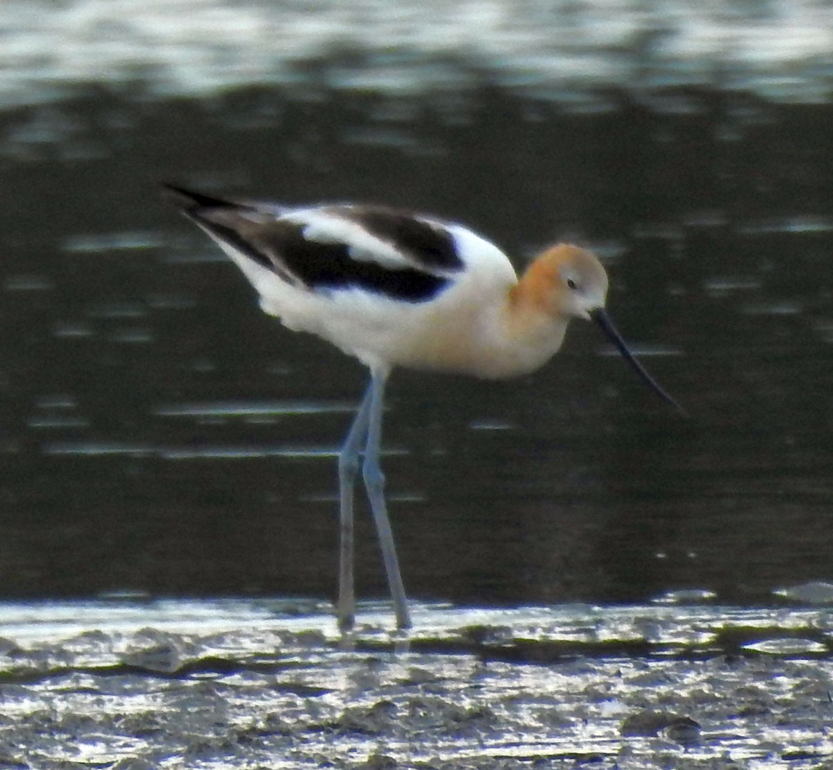 Avoceta Americana - ML476379341