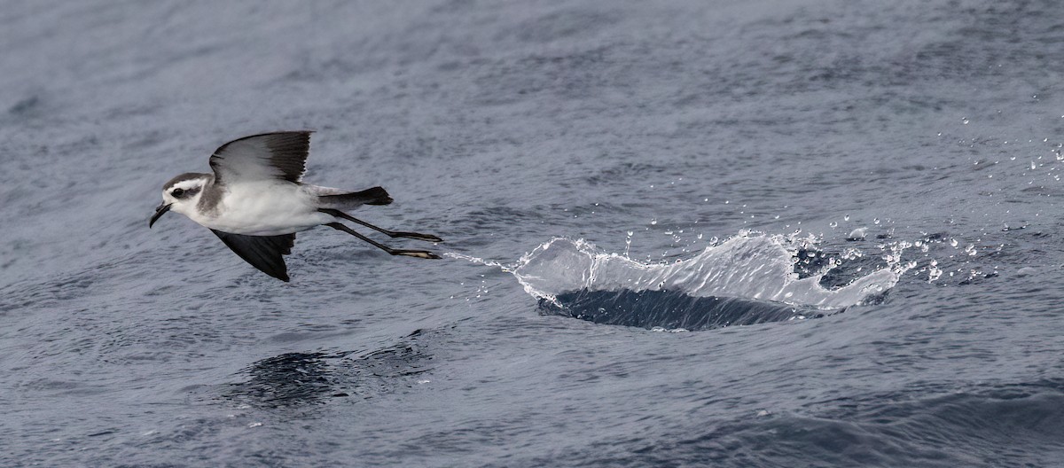 White-faced Storm-Petrel - ML476380101