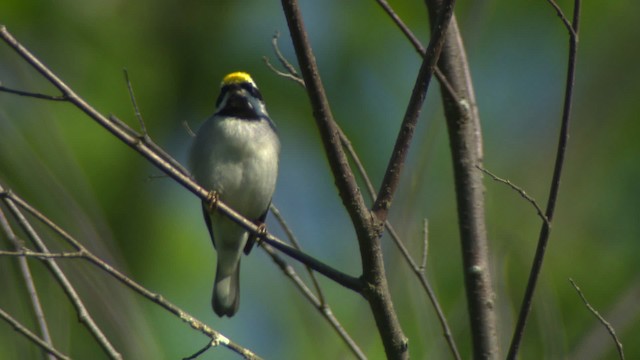 Goldflügel-Waldsänger - ML476381