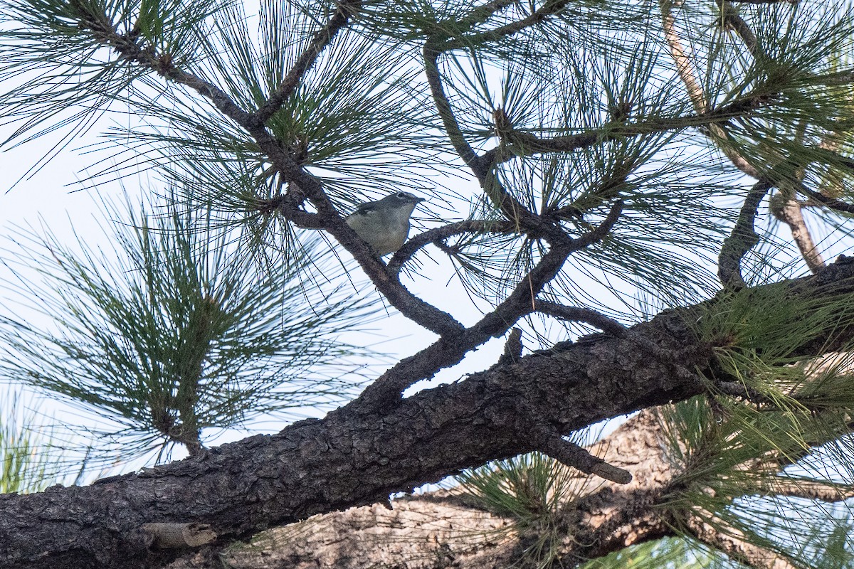 Plumbeous Vireo - ML476382621