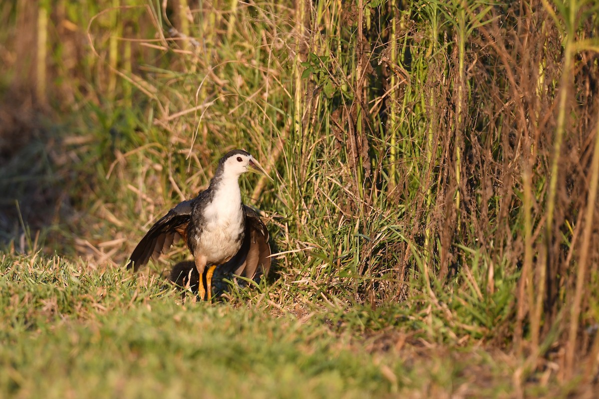 White-breasted Waterhen - ML476383021