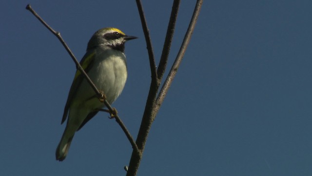 Goldflügel-Waldsänger - ML476384