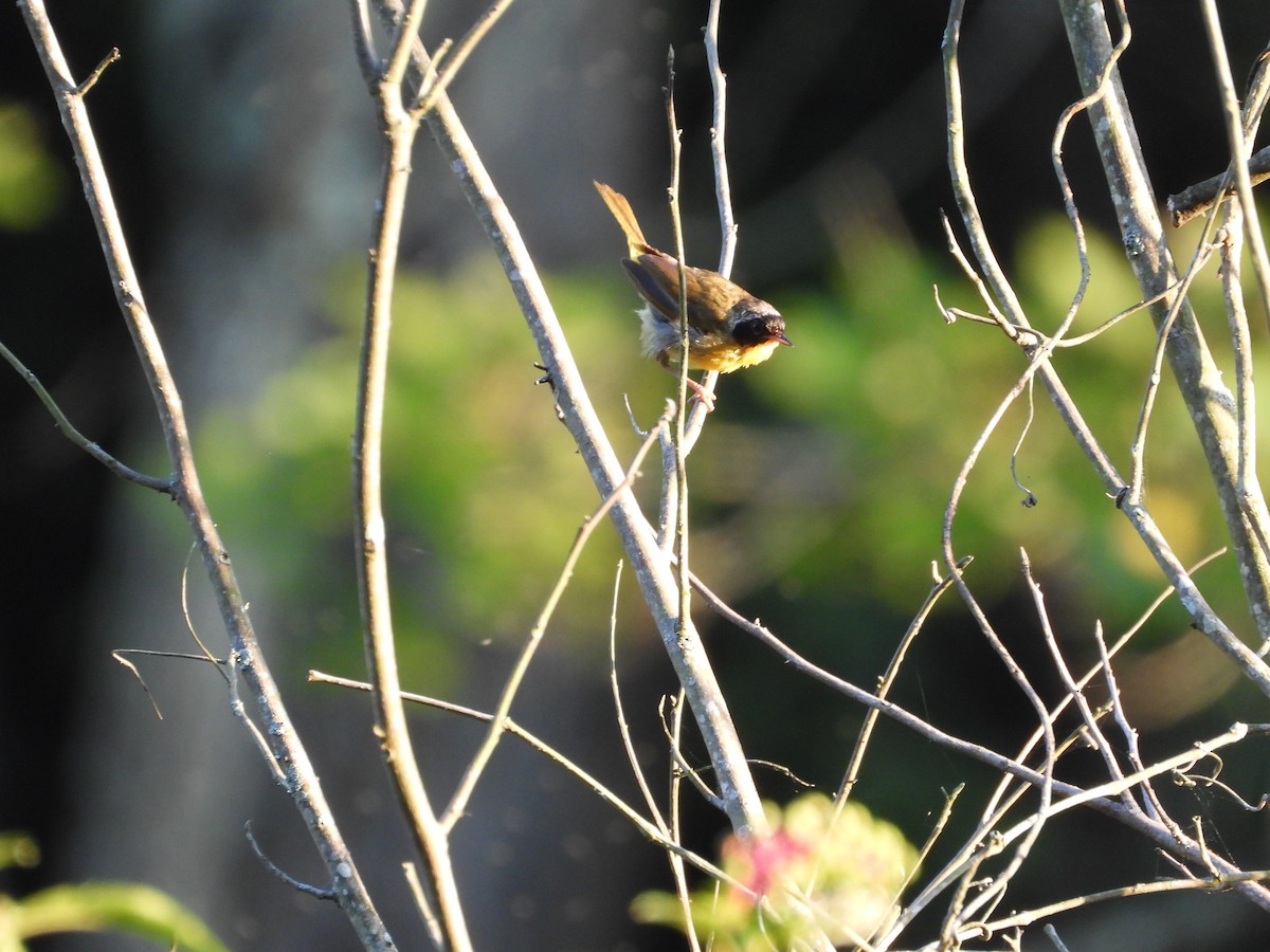 Common Yellowthroat - ML476384791