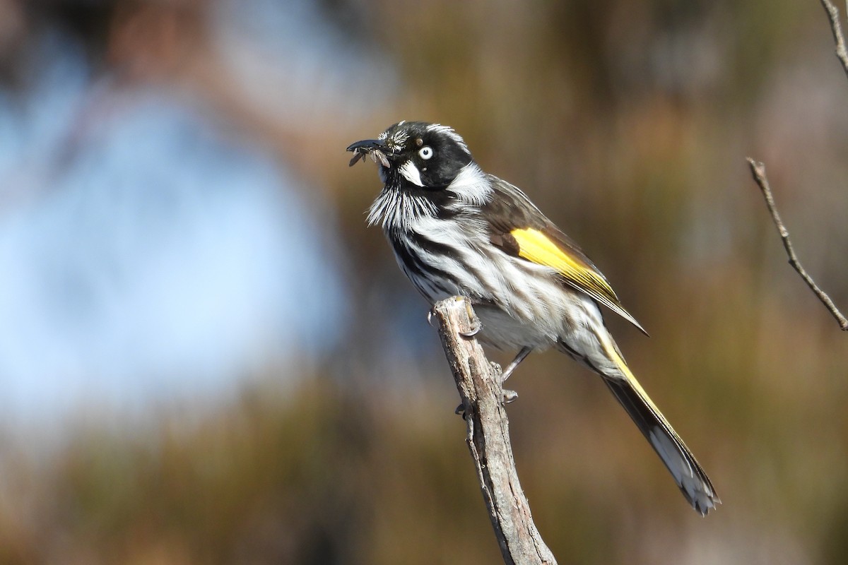 New Holland Honeyeater - ML476385321