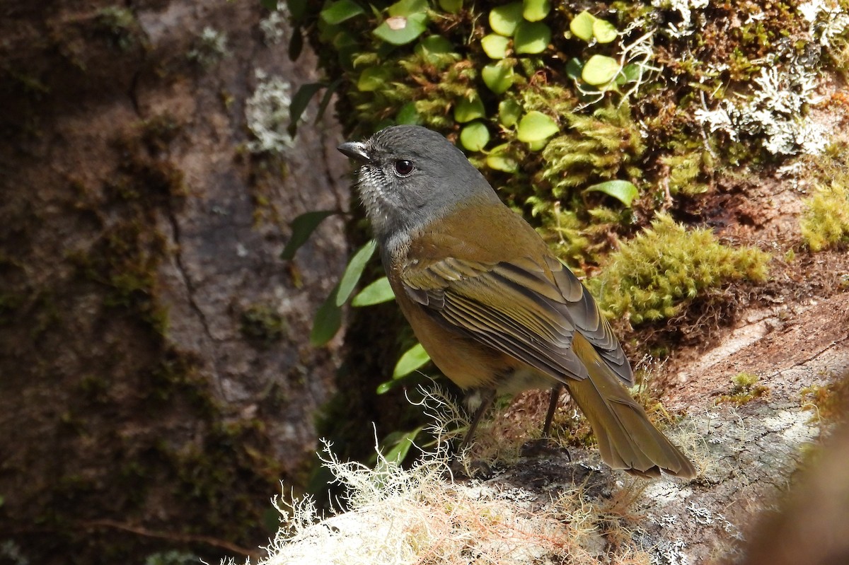 Olive Whistler - ML476385521