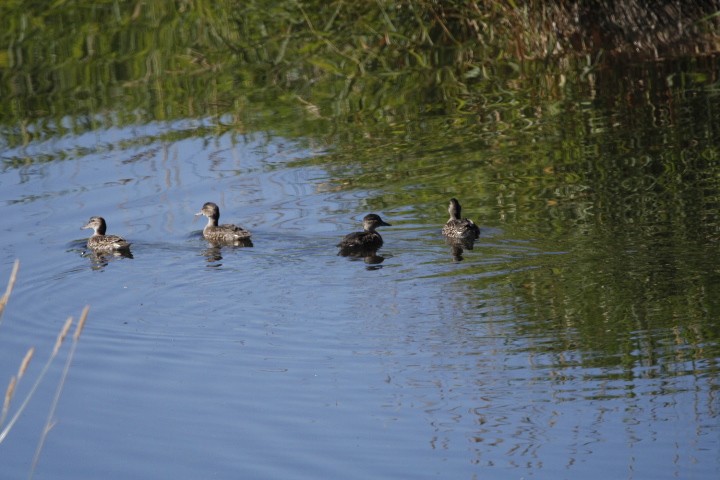 Green-winged Teal - ML476385531